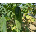 HCU05 Dang 35 to 40cm in length,chinese F1 hybrid cucumber seeds in vegetable seeds